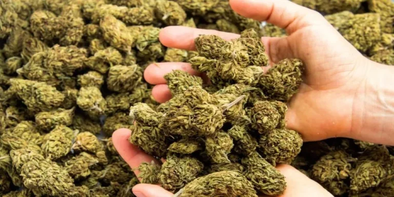 ضبط متهمين و بحوزتهما “بنقو” في مطاردة مثيرة ببحري